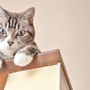 愛猫に理想的なフードを！人工添加物不使用、グルテンフリー！高タンパク低糖質！全猫種、全年齢対応総合栄養食！