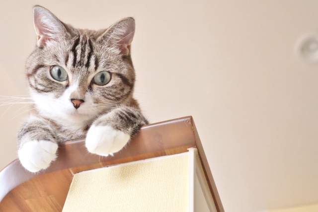 愛猫に理想的なフードを！人工添加物不使用、グルテンフリー！高タンパク低糖質！全猫種、全年齢対応総合栄養食！