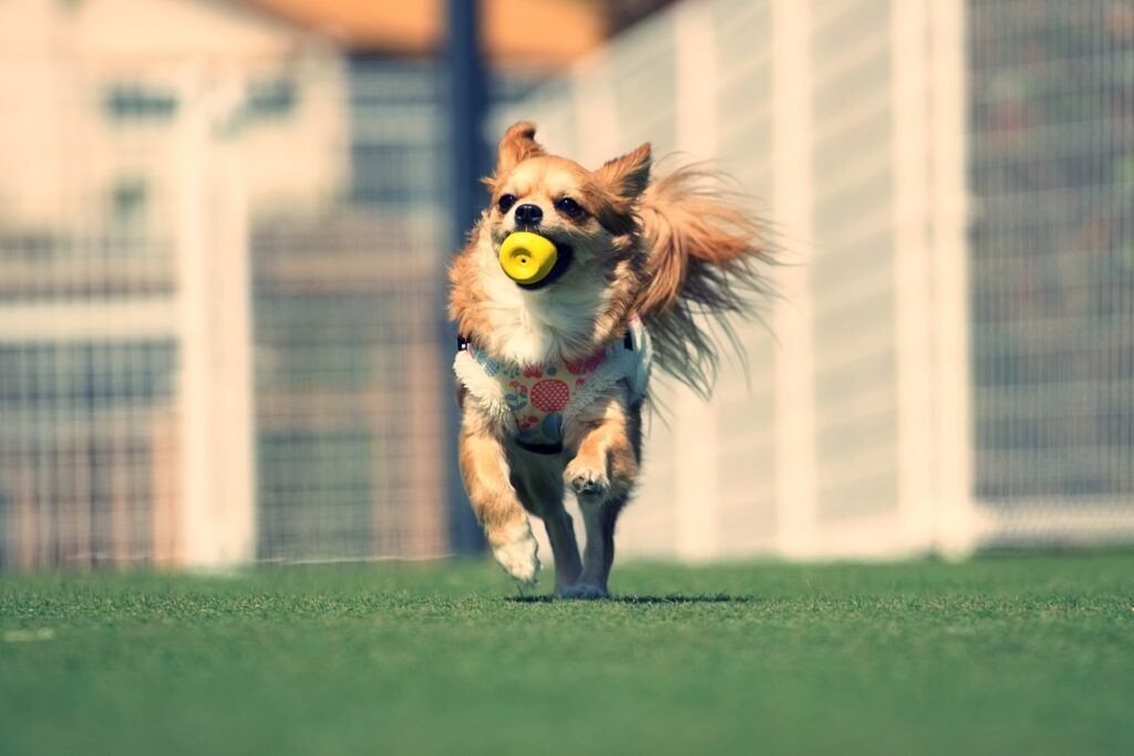 ペット用酸素室「オーツーチャージ」大切な家族に酸素のチカラを