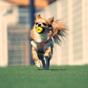 ペット用酸素室「オーツーチャージ」大切な家族に酸素のチカラを